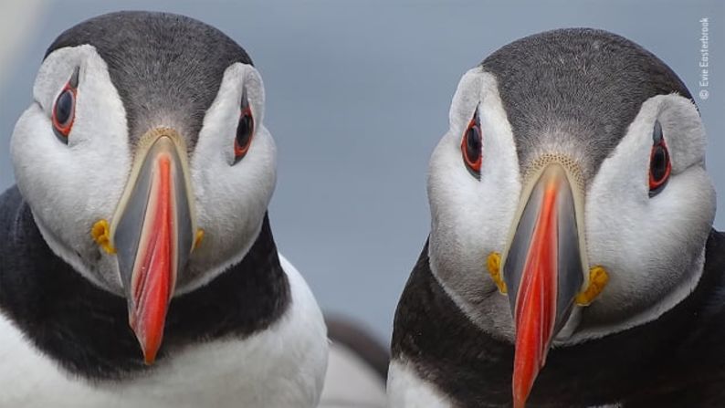 Una pareja de frailecillos atlánticos con su vibrante plumaje reproductivo se detienen cerca de su nido en las Islas Farne.