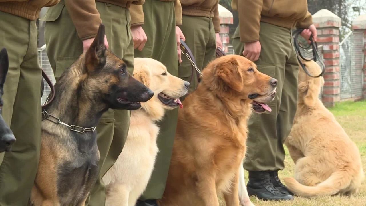 CNNE 883229 - chile entrena perros para detectar el covid-19