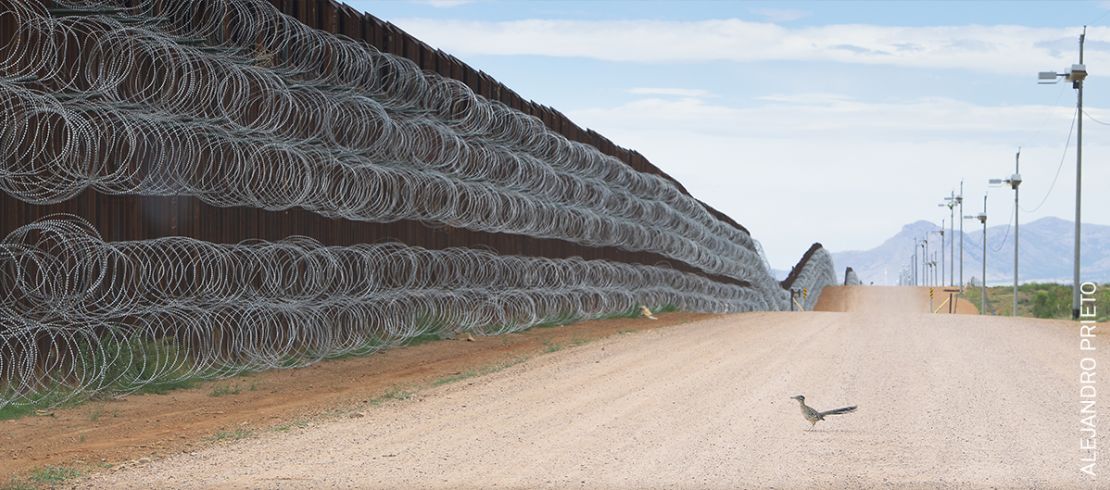 "Correcaminos acercándose al muro fronterizo" del fotógrafo mexicano Alejandro Prieto