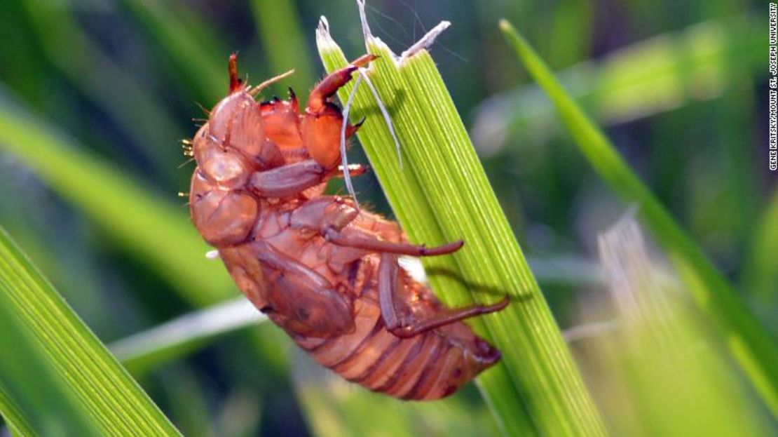 La gran cantidad de cigarras durante este evento puede ser una molestia para los agricultores, pero los insectos no son dañinos para los humanos ni para los animales.