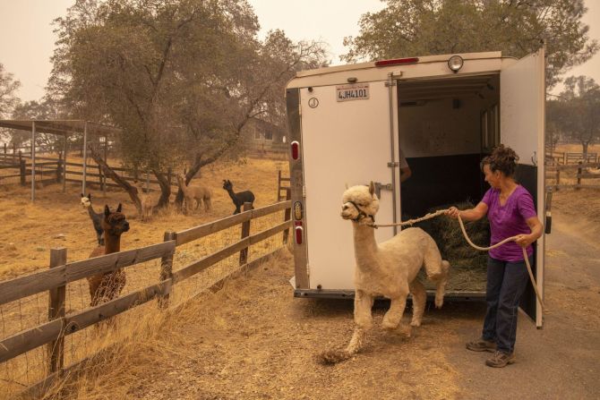 Lisa Theis descarga la última de sus 44 alpacas después de evacuar su rancho en North Fork, California. Peter DaSilva / UPI / Alamy Live News