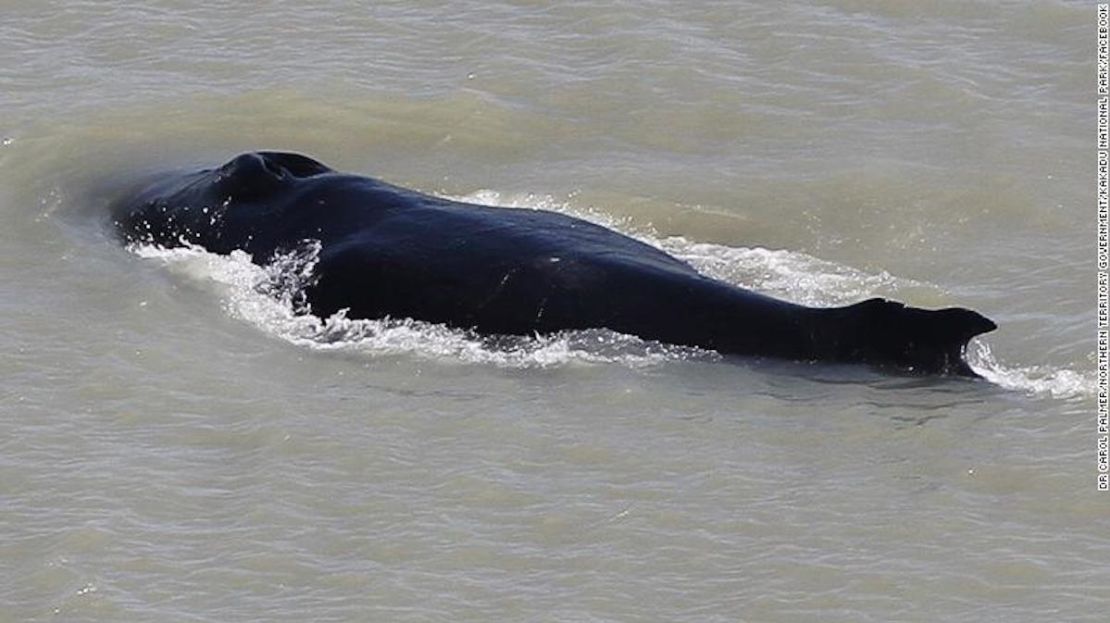 Se vieron tres ballenas por primera vez en el río, pero los expertos creen que solo queda una.