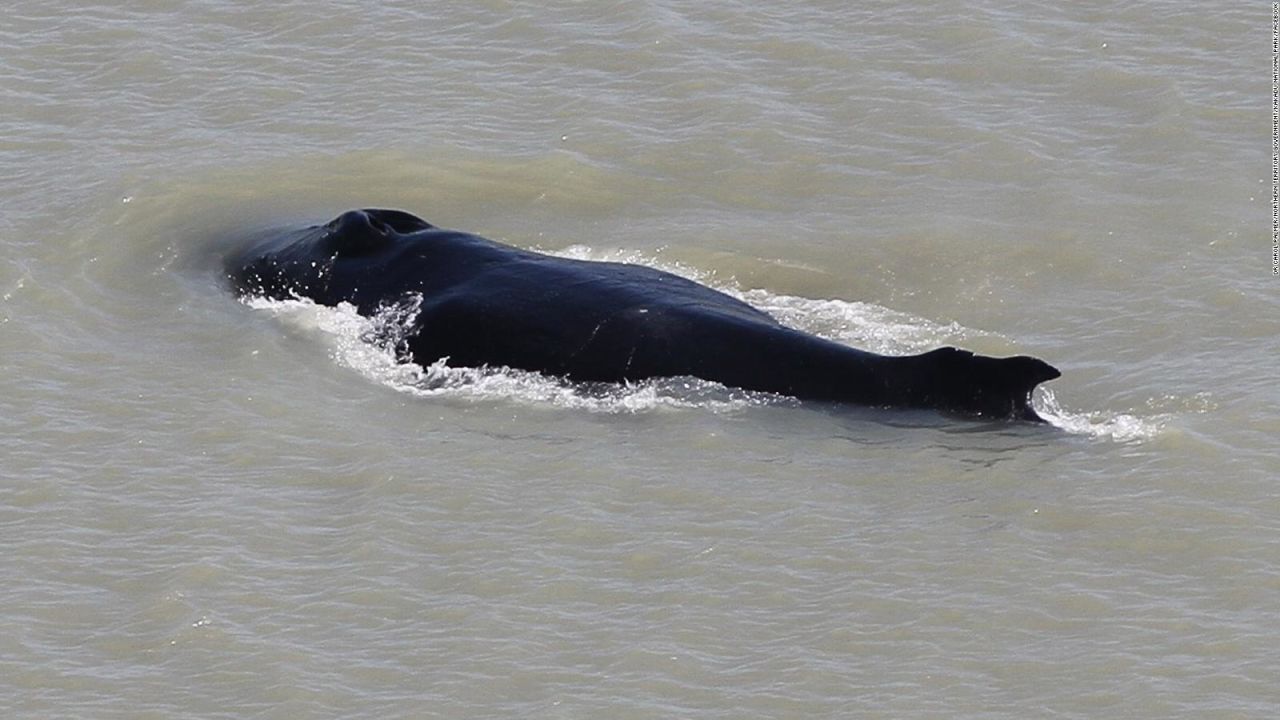 CNNE 893927 - enorme ballena ingresa a un rio lleno de cocodrilos