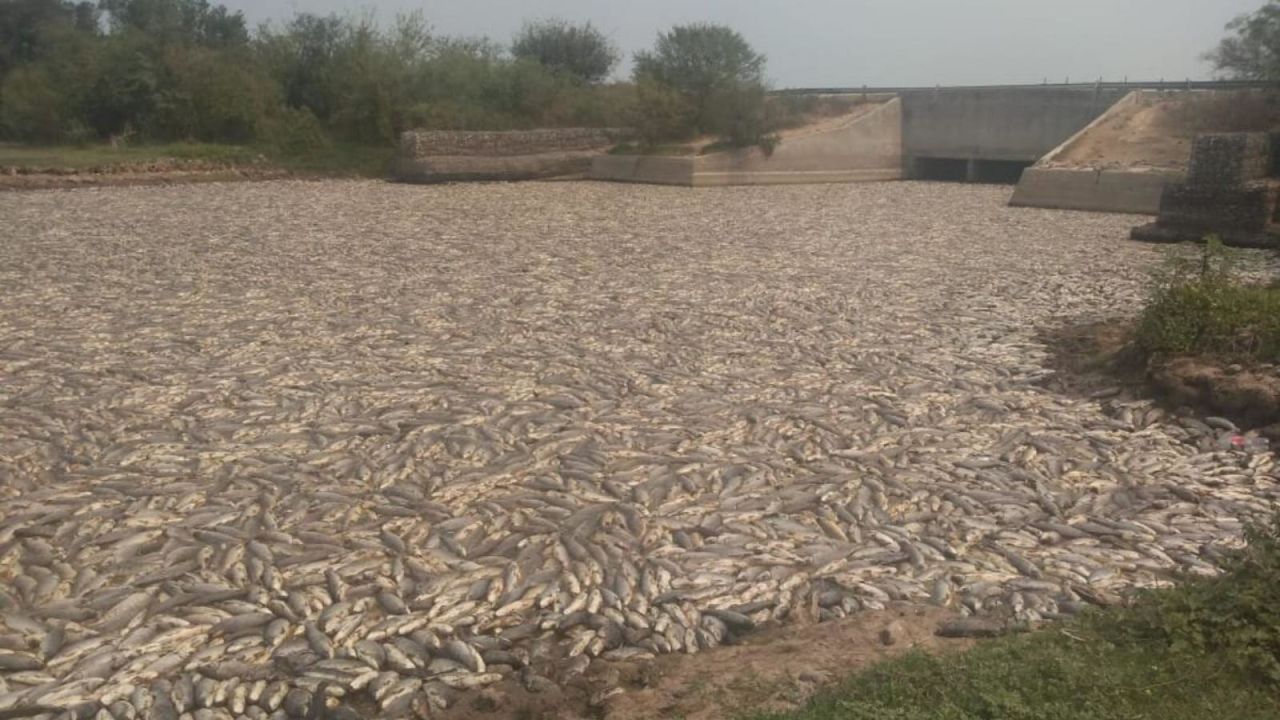 CNNE 894575 - argentina- impactantes imagenes de peces muertos