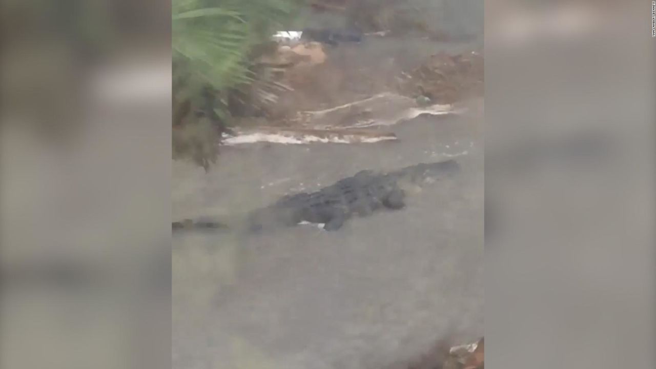 CNNE 895570 - encontraron un enorme cocodrilo en el patio de su casa