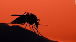CNNE 895833 - se insta a los habitantes de michigan a permanecer en el interior mientras los funcionarios se apresuran a detener la propagacion de una peligrosa enfermedad transmitida por mosquitos