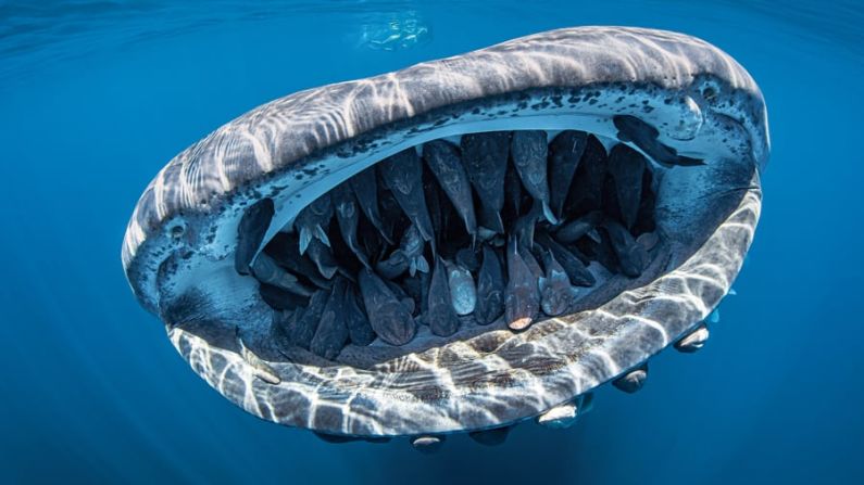 Ganador del Gran Premio: La foto de Evans Baudin de un tiburón ballena dando un paseo amistoso a varios peces lechones ganó el primer premio en el concurso de fotografía submarina 2020 Through Your Lens de la revista Scuba Diving. Evans Baudin/Scuba Diving magazine