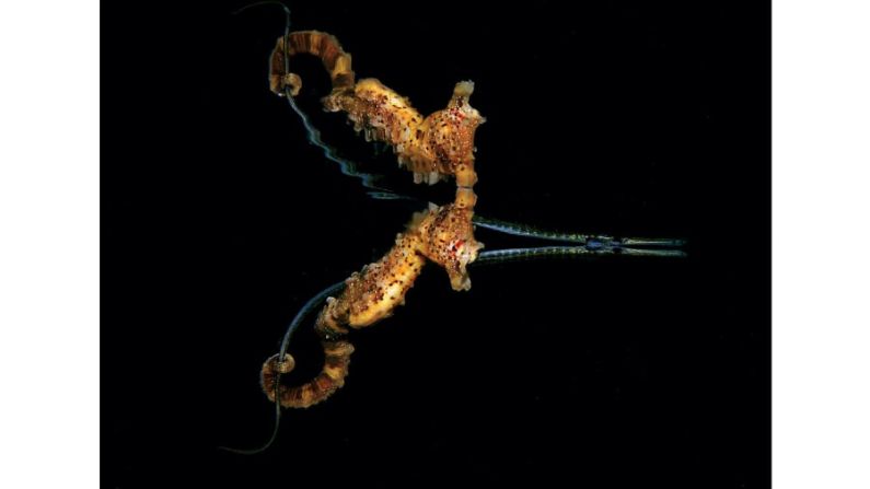 Comportamiento: "No estoy seguro si el caballito de mar agarró por error al pez pipa con la cola, confundiéndolo con un trozo de hierba, o si fue deliberado", dice el ganador Jules Casey. Jules Casey/Scuba Diving magazine