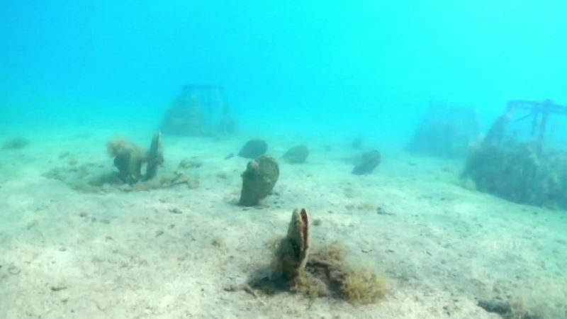 Un equipo de biólogos advierte de una posible epidemia bajo el mar | cnn