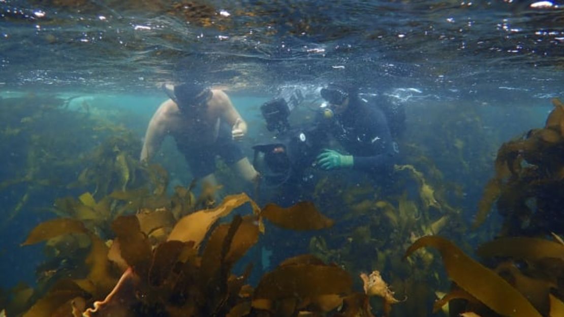 "My octupus teacher" fue dirigida por Pippa Ehrlich y James Reed y producida por Craig Foster (foto: Craig Foster/Sea Change Project).