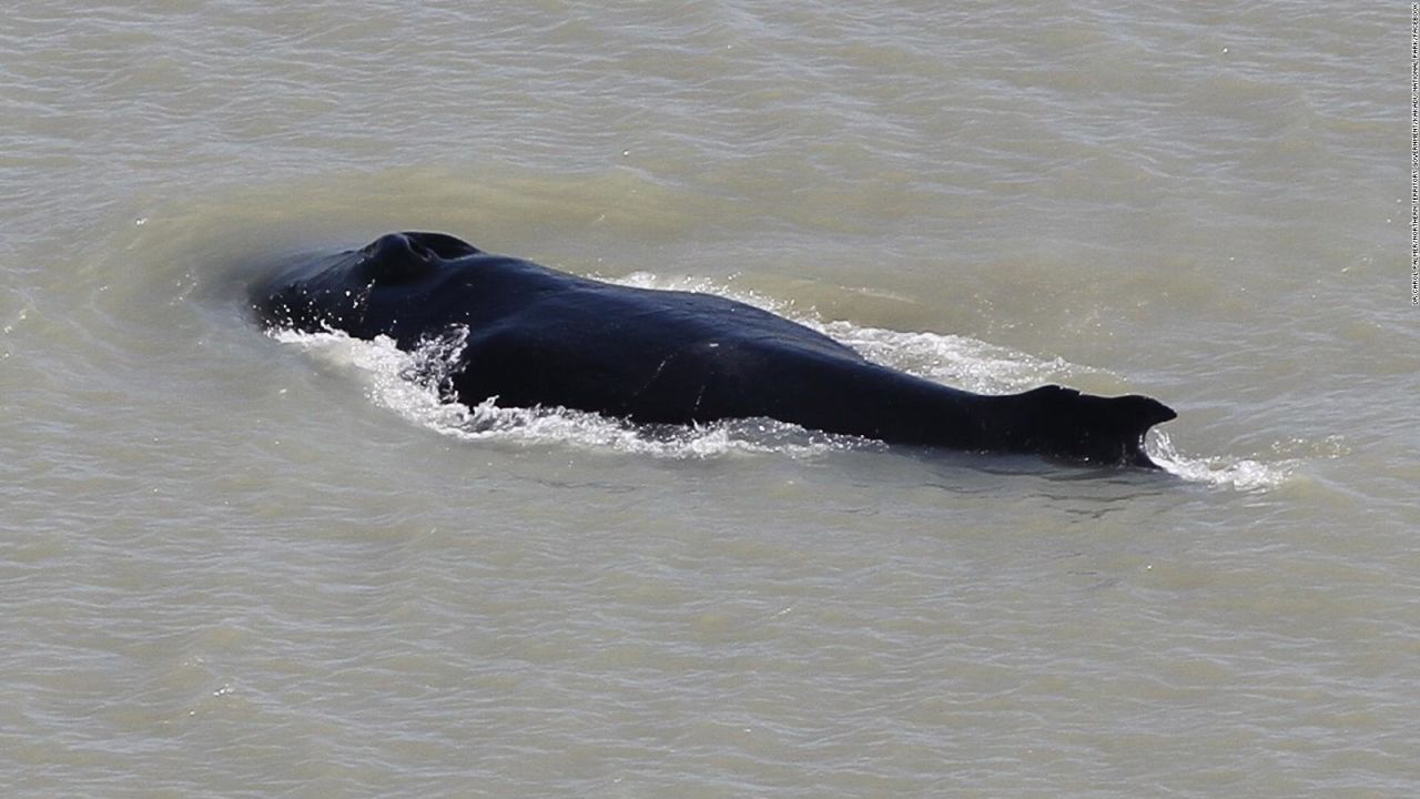 CNNE 896962 - mira como esta ballena salio de un rio lleno de cocodrilos