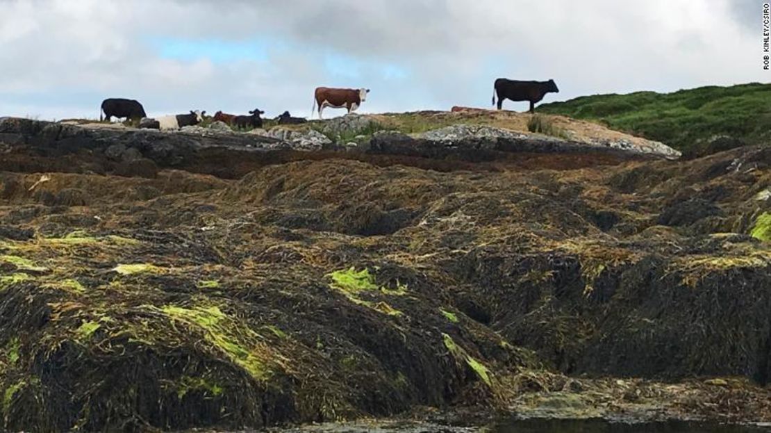 Las vacas, como estas en Connemara, Irlanda, a menudo eligen mordisquear algas cuando se alimentan cerca del mar.