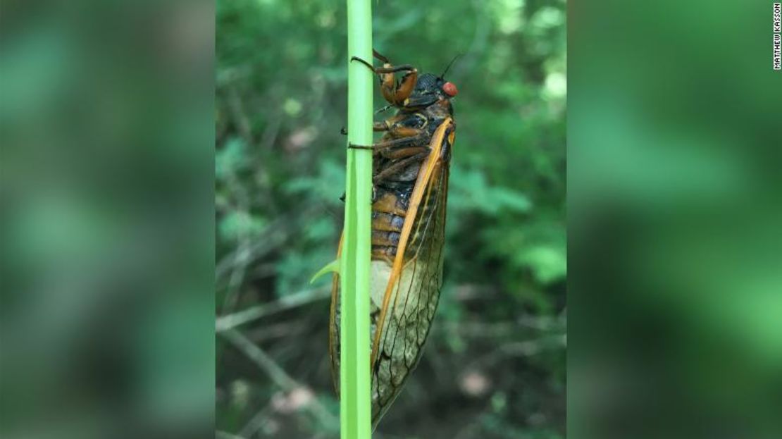 CNNE 89721189 - 201228160030-restricted-02a-zombie-cicadas-west-virginia-fungus-scn-trnd-exlarge-169