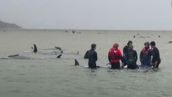 CNNE 897886 - aparecen otras 200 ballenas varadas en australia