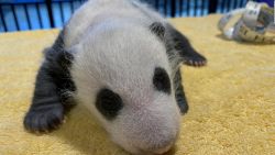 CNNE 897951 - este zoologico presenta a su nueva cria de panda