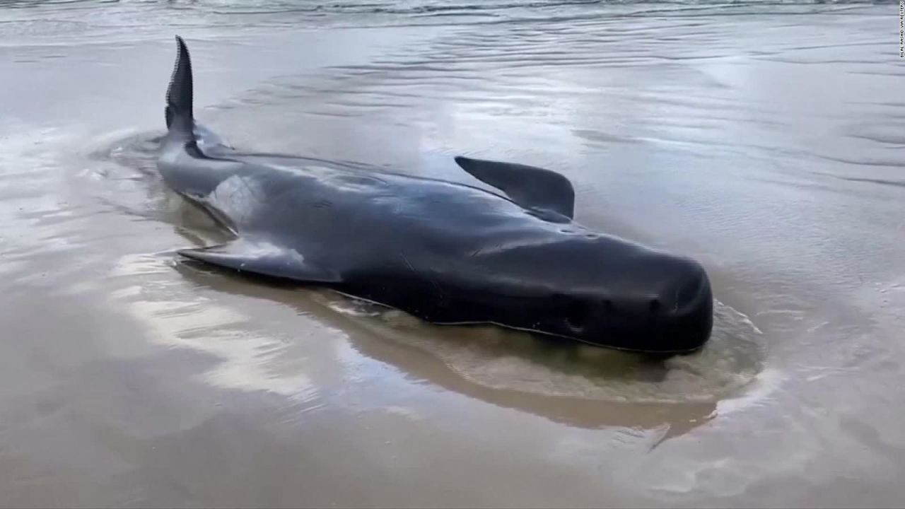 CNNE 898342 - mueren 380 ballenas encalladas en australia