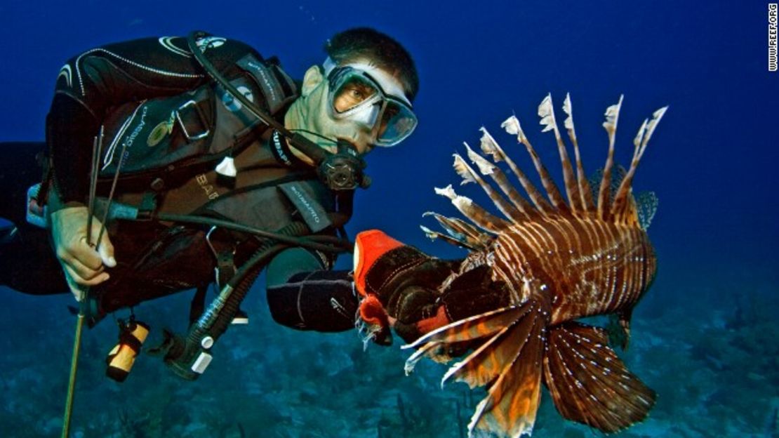 CNNE 8d39d78b - 151118171034-spear-fishing-in-florida-story-top