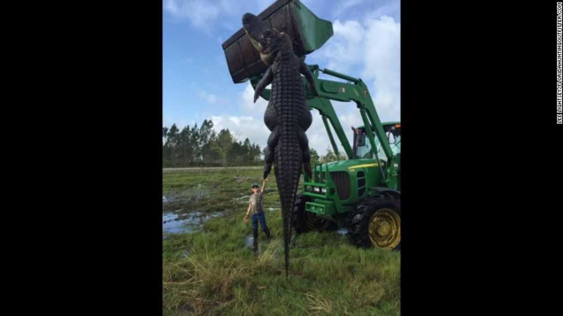 CNNE 8f21ed97 - 160405202241-gator-caught-in-florida-exlarge-169