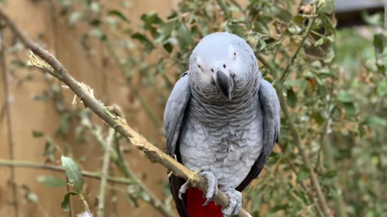 CNNE 900560 - loros insultan a visitantes en un zoologico