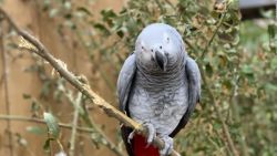 CNNE 900560 - loros insultan a visitantes en un zoologico