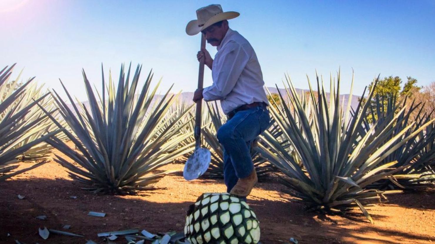 El tequila por tradición se da en la ciudad de Tequila en el estado de Jalisco en México