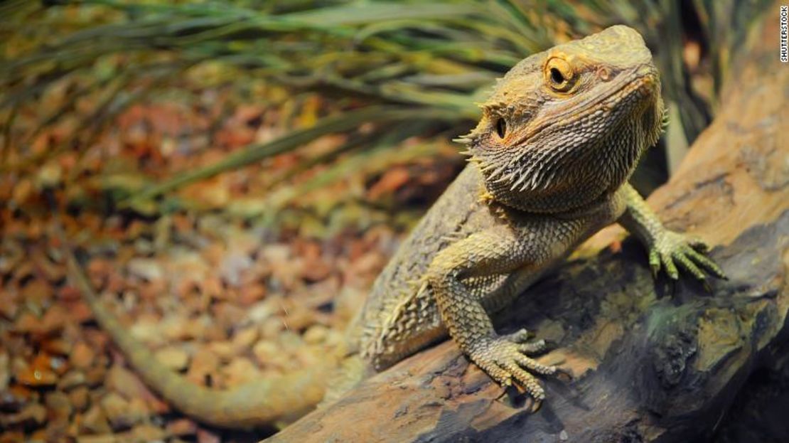 Un brote de salmonela se ha relacionado con dragones barbudos domésticos.