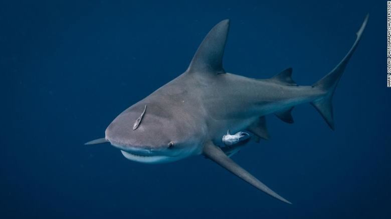 Imagen de archivo de un tiburón toro en la costa de Jupiter, Florida.
