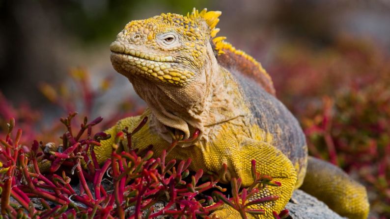 2. Islas Galápagos, Ecuador: no creerás la gran cantidad de vida salvaje que vive en estas impresionantes islas.