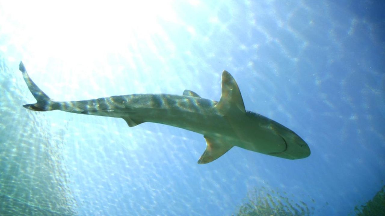 CNNE 907336 - australia- mas ataques letales de tiburones contra humanos