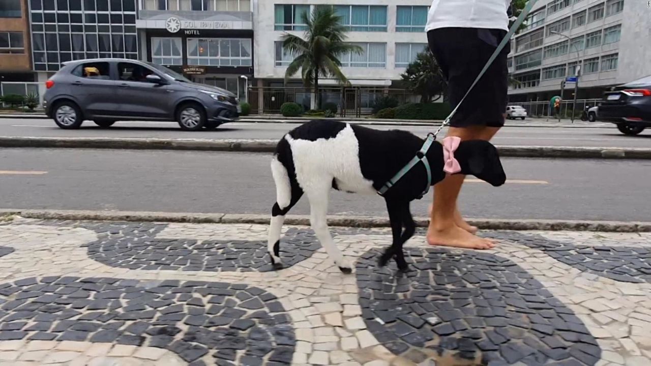 CNNE 907642 - rebeca, la oveja que es una celebridad en ipanema