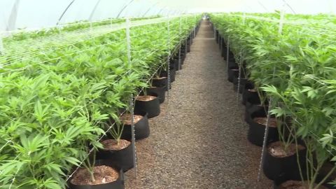 CNNE 907830 - el cannabis en uruguay ya es una referencia mundial