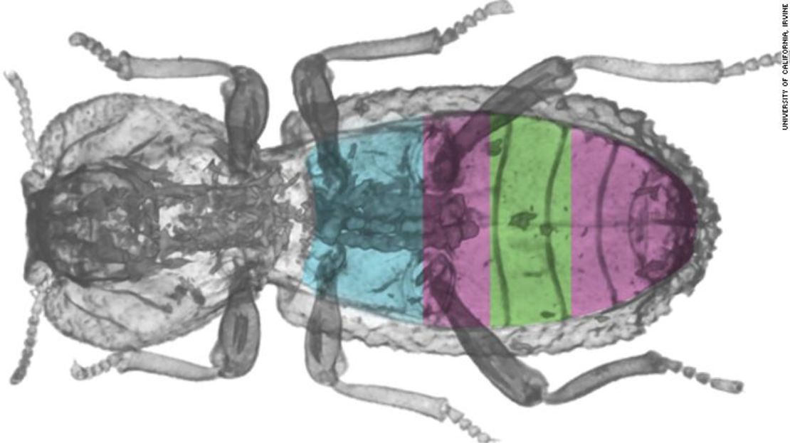 Una tomografía computarizada del diabólico escarabajo acorazado muestra cómo sus órganos están espaciados debajo de un exoesqueleto súper resistente.