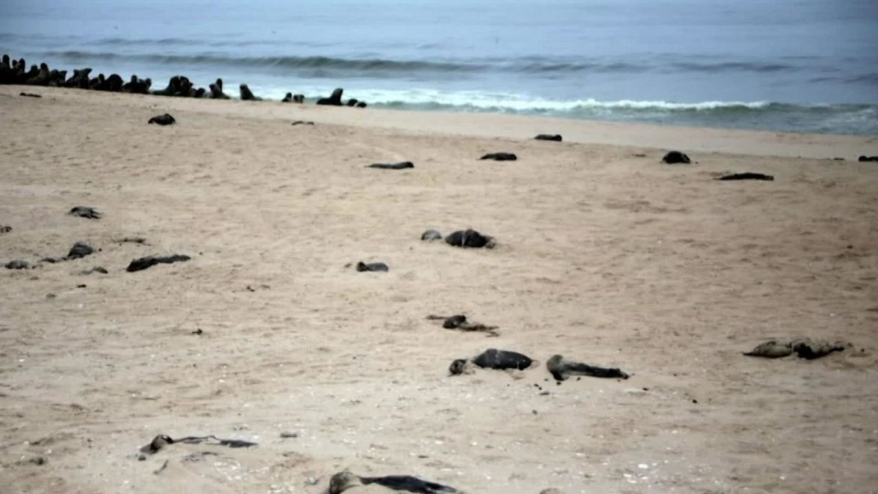 CNNE 909148 - hallan mas de 7-000 focas muertas en playa de namibia