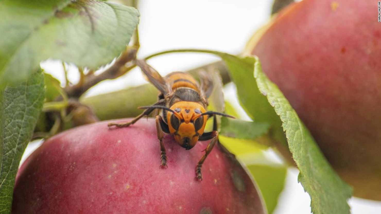 CNNE 909335 - 201013185239-01-murder-hornet-super-169
