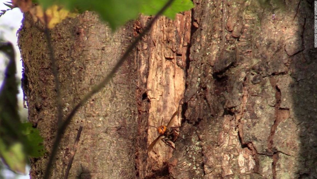 Un avispón gigante asiático aparece en un árbol en una propiedad cerca de Blaine, Washington, donde se descubrió un nido de insectos.