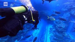 CNNE 911101 - asi es nadar en un acuario dentro de un centro comercial