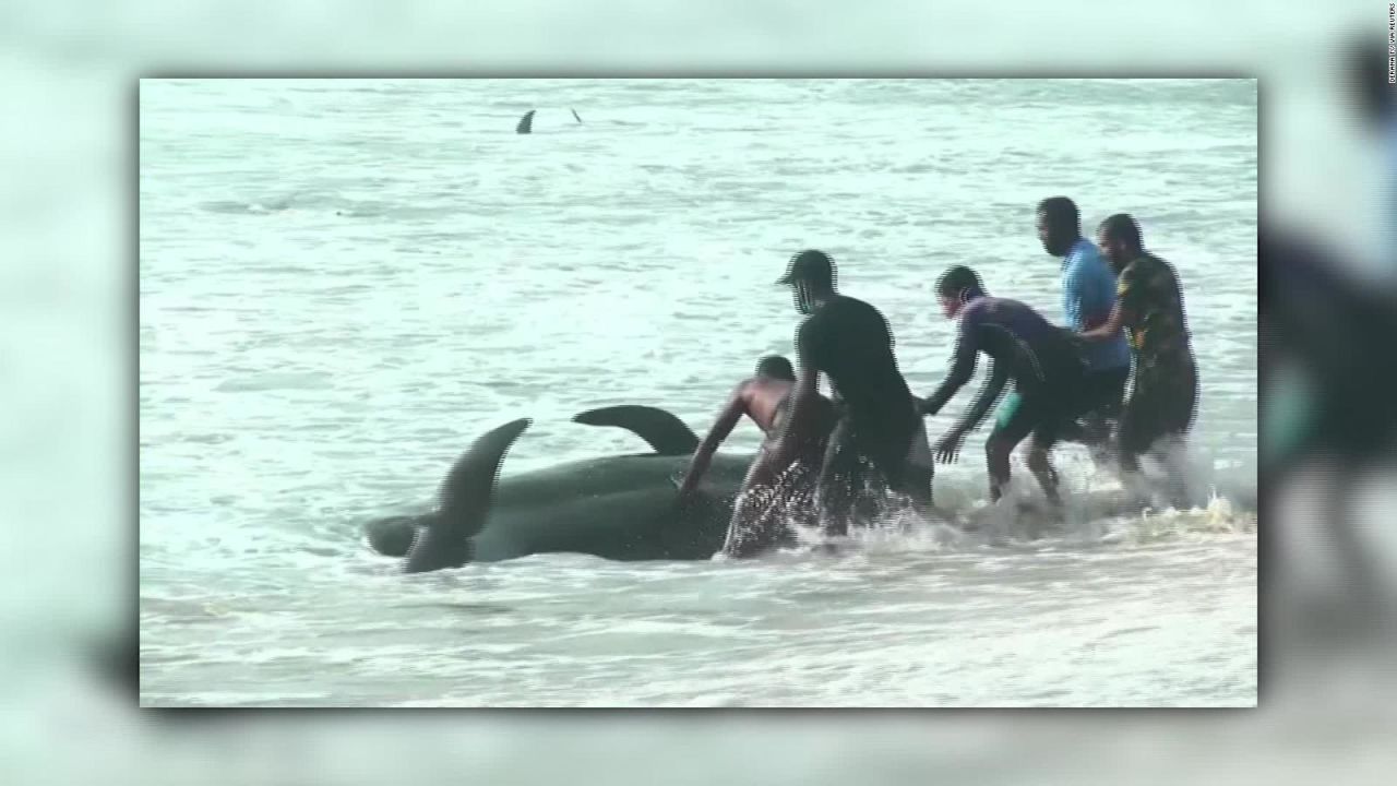 CNNE 912560 - rescatan 100 ballenas varadas en sri lanka