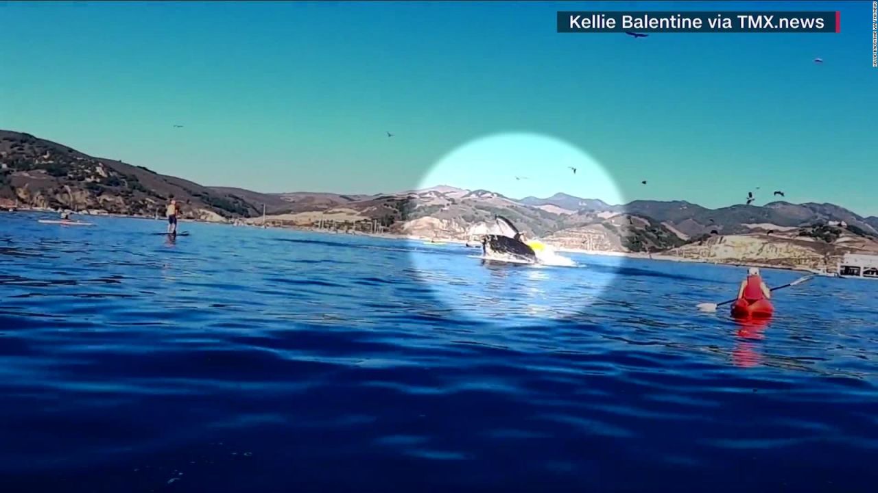 CNNE 913111 - ballena jorobada lanza al agua a dos mujeres