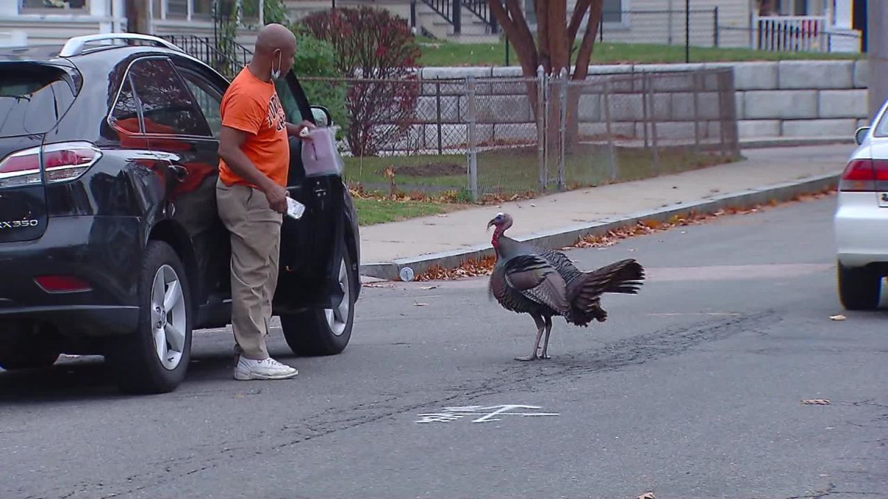 CNNE 916894 - vea las imagenes de un pavo atemorizando a boston