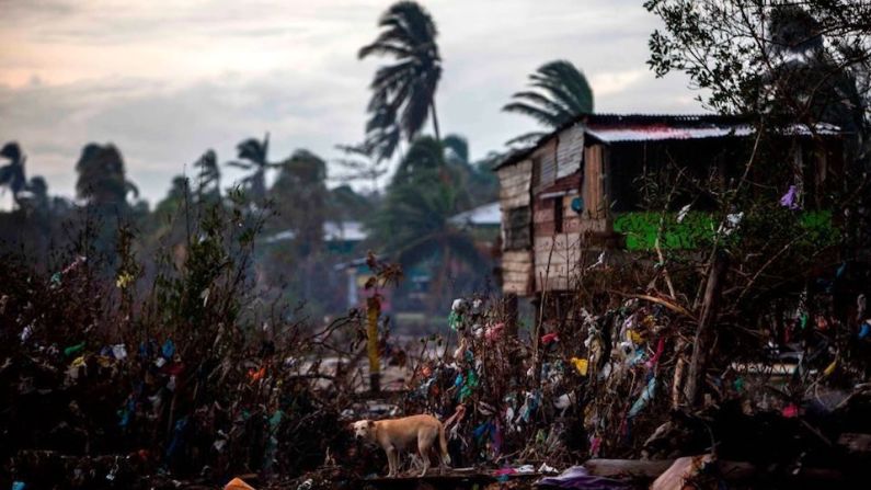 Un perro se alimenta de los escombros de las casas destruidas por el paso del huracán Eta, en Bilwi, Puerto Cabezas, Nicaragua, el 15 de noviembre de 2020, antes de la llegada del huracán Iota.