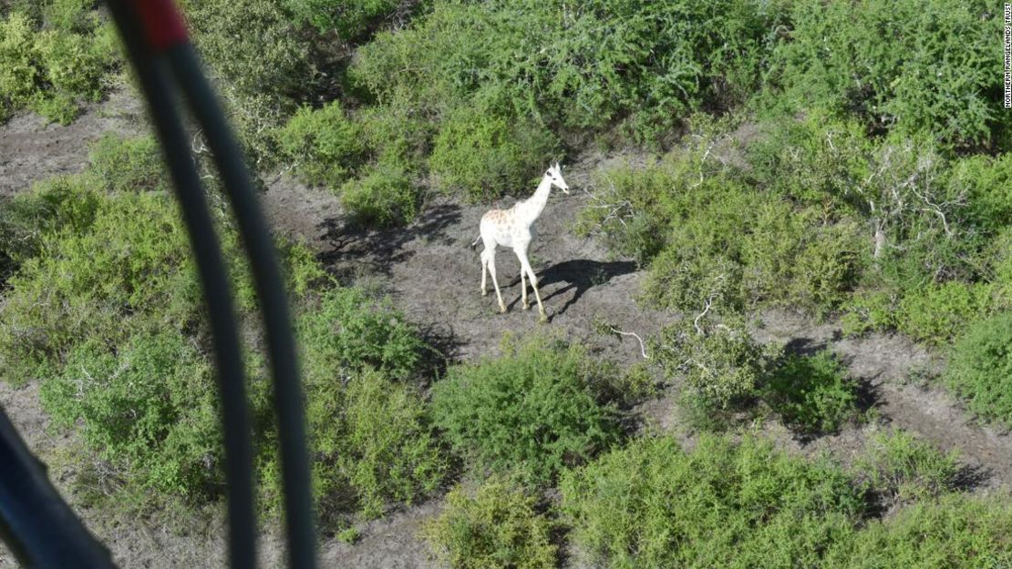 Se colocó un GPS en el cuerno de la jirafa para ayudar a lograr una vigilancia efectiva.