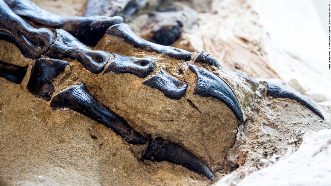 El T. rex tenía garras afiladas en forma de media luna.