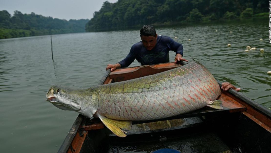 Pescadores cargan un arapaima en su barco en la región del Amazonas occidental, cerca de Volta do Bucho, en la Reserva de Ituxi el 20 de septiembre de 2017.