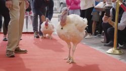 CNNE 920466 - la tradicion de perdonar a un pavo en la casa blanca