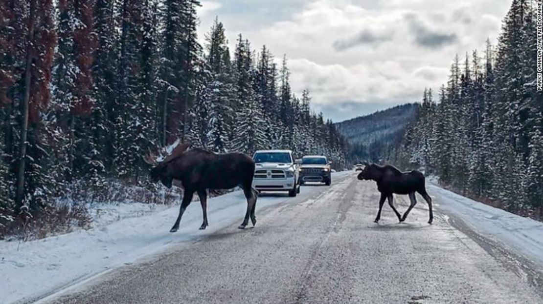 Alces caminan en las carreteras del Parque Nacional Jasper.