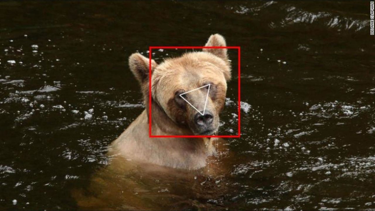 CNNE 920701 - reconocimiento facial para osos y vacas