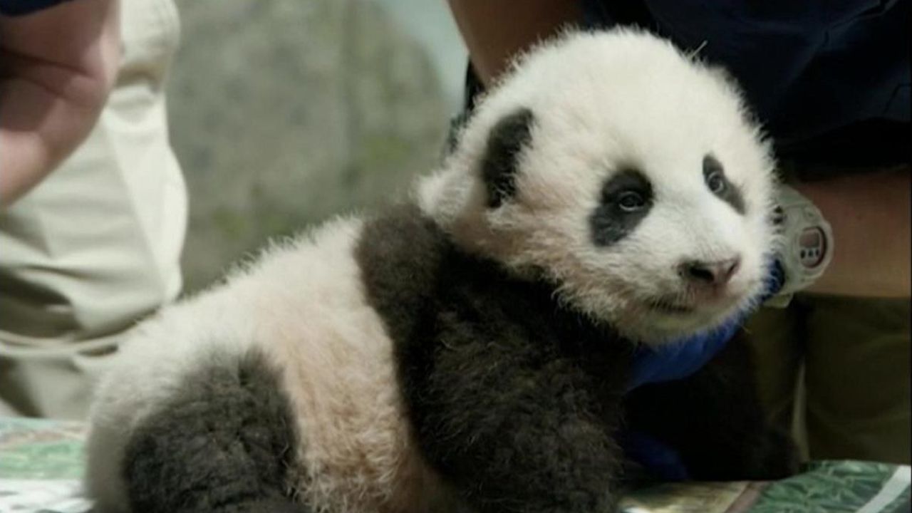 CNNE 920773 - asi se llamara el cachorro de panda del zoologico smithsonian