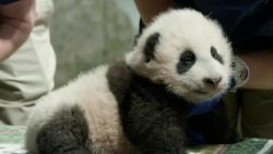 CNNE 920773 - asi se llamara el cachorro de panda del zoologico smithsonian