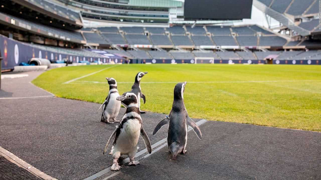 CNNE 921082 - pinguinos se pasean por un campo de la nfl