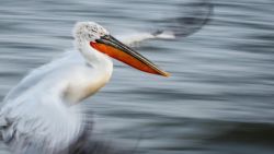 CNNE 922878 - las mejores fotos de la naturaleza en 2020